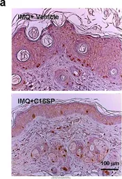 Anti-BrdU antibody [Bu20a] used in IHC (Paraffin sections) (IHC-P). GTX42641