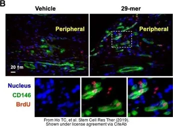 Anti-BrdU antibody [Bu20a] used in IHC (Paraffin sections) (IHC-P). GTX42641