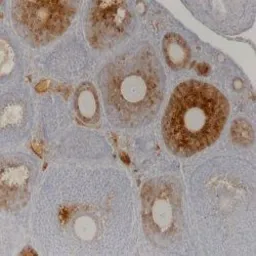 Anti-AMH antibody [5/6] used in IHC (Paraffin sections) (IHC-P). GTX42793