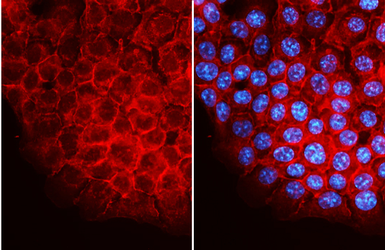 FSD Fluor&trade; 647 Antibody Labeling Kit. GTX440418