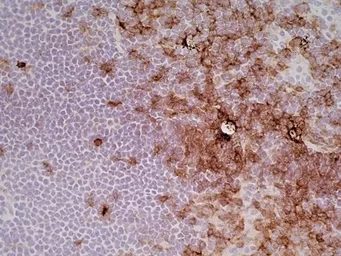 Anti-CD4 antibody [OX-35] used in IHC (Frozen sections) (IHC-Fr). GTX44519