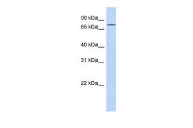 Anti-FLJ20433 antibody, N-term used in Western Blot (WB). GTX44833