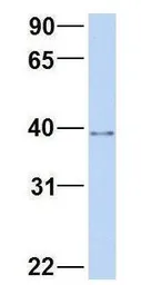 Anti-A2BP1 antibody, N-term used in Western Blot (WB). GTX44870