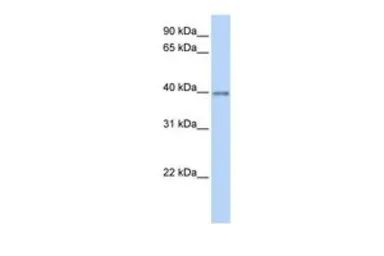 Anti-OPTC antibody, C-term used in Western Blot (WB). GTX45339