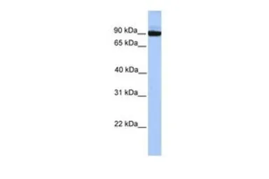 Anti-PCDH17 antibody, C-term used in Western Blot (WB). GTX45400