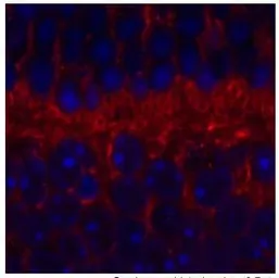 Anti-SYT9 antibody, Internal used in IHC (Paraffin sections) (IHC-P). GTX45560