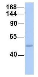 Anti-SH2D3C antibody, N-term used in Western Blot (WB). GTX45592