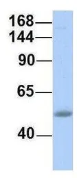 Anti-SH2D3C antibody, N-term used in Western Blot (WB). GTX45592