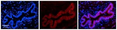 Anti-TMEM135 antibody, N-term used in IHC (Paraffin sections) (IHC-P). GTX45996