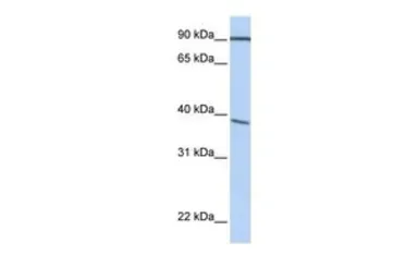 Anti-POPDC3 antibody, C-term used in Western Blot (WB). GTX46017