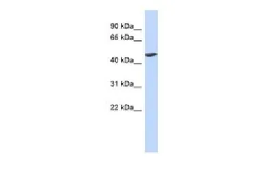 Anti-BTNL3 antibody, N-term used in Western Blot (WB). GTX46404