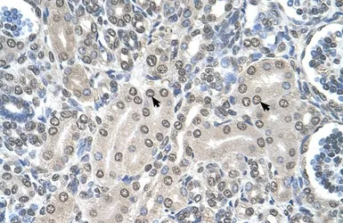Anti-SHMT2 antibody, C-term used in IHC (Paraffin sections) (IHC-P). GTX46481