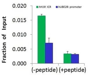 Anti-Histone H1.2 antibody, Internal used in ChIP assay (ChIP assay). GTX46484