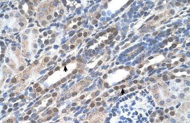 Anti-NOLC1 antibody, C-term used in IHC (Paraffin sections) (IHC-P). GTX46486