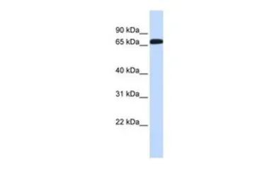 Anti-GABA Transporter 1 / GAT1 antibody, Internal used in Western Blot (WB). GTX46843