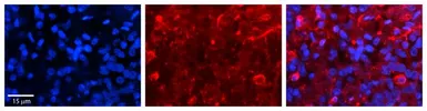 Anti-SLC27A6 antibody, Internal used in IHC (Paraffin sections) (IHC-P). GTX46853
