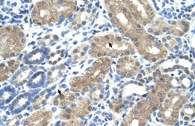 Anti-C9ORF127 antibody, N-term used in IHC (Paraffin sections) (IHC-P). GTX47099