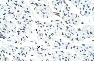Anti-MATR3 antibody, N-term used in IHC (Paraffin sections) (IHC-P). GTX47279