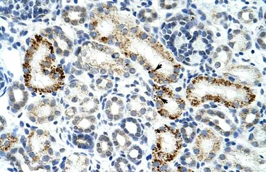 Anti-ZRSR2 antibody, C-term used in IHC (Paraffin sections) (IHC-P). GTX47366