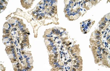 Anti-MCM8 antibody, C-term used in IHC (Paraffin sections) (IHC-P). GTX47469
