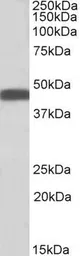 Anti-Beta Arrestin 2 antibody, Internal used in Western Blot (WB). GTX47600