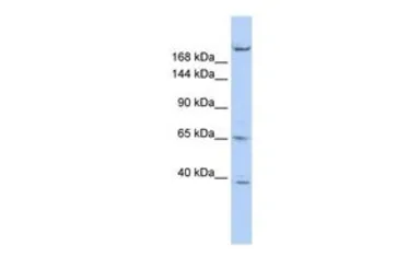 Anti-KIF13B antibody, N-term used in Western Blot (WB). GTX47729