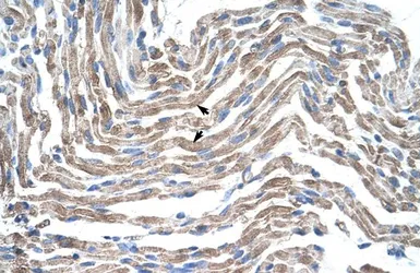 Anti-Claudin 11 antibody, C-term used in IHC (Paraffin sections) (IHC-P). GTX47763