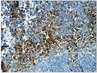 Anti-STRA6 antibody used in IHC (Paraffin sections) (IHC-P). GTX47858