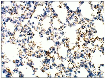 Anti-RASD2 antibody used in IHC (Paraffin sections) (IHC-P). GTX47859