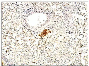 Anti-RASD2 antibody used in IHC (Paraffin sections) (IHC-P). GTX47859