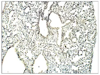 Anti-RASD2 antibody used in IHC (Paraffin sections) (IHC-P). GTX47859
