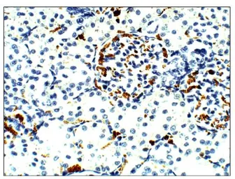 Anti-Aquaporin 9 antibody used in IHC (Paraffin sections) (IHC-P). GTX47916