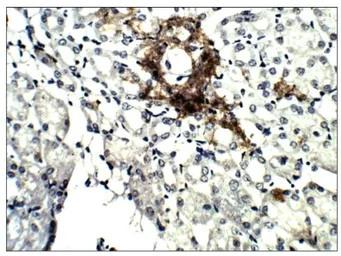Anti-Aquaporin 4 antibody used in IHC (Paraffin sections) (IHC-P). GTX47920