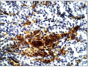 Anti-Aquaporin 12 antibody used in IHC (Paraffin sections) (IHC-P). GTX47925