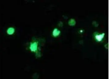 Anti-Renilla Luciferase antibody used in Immunocytochemistry/ Immunofluorescence (ICC/IF). GTX47953