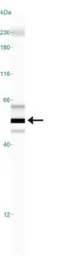Anti-SSEA-1 / CD15 antibody [MC-480] used in Western Blot (WB). GTX48035