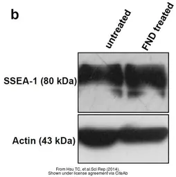 Anti-SSEA-1 / CD15 antibody [MC-480] used in Western Blot (WB). GTX48035