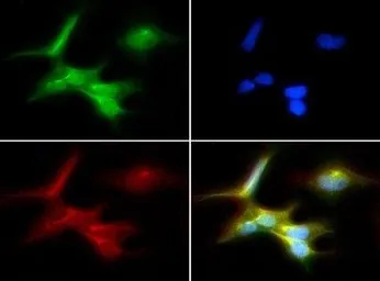 Anti-SSEA-1 / CD15 antibody [MC-480] used in Immunocytochemistry/ Immunofluorescence (ICC/IF). GTX48035