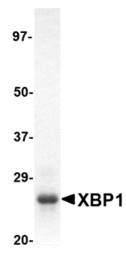 Human XBP1 protein, His tag. GTX48114-pro