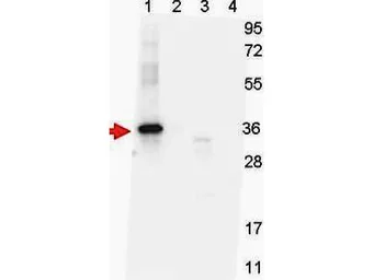Anti-GDF15 (H Variant) antibody [7C12.B3.F2] used in Western Blot (WB). GTX48499