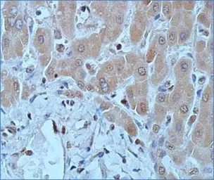Anti-DNMT1 antibody [60B1220.1] used in IHC (Paraffin sections) (IHC-P). GTX48548