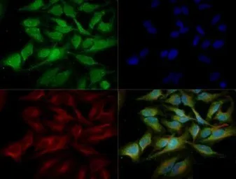 Anti-ATG5 antibody used in Immunocytochemistry/ Immunofluorescence (ICC/IF). GTX48583