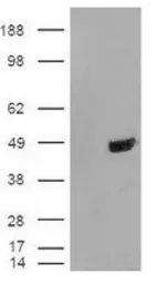 Anti-TDP43 antibody used in Western Blot (WB). GTX48590