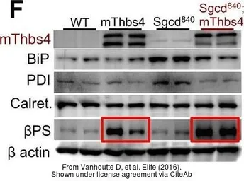 Anti-Grp78 antibody used in Western Blot (WB). GTX48633