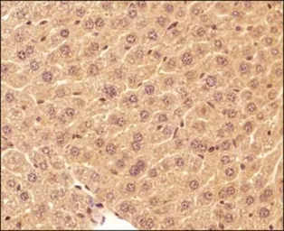 Anti-LC3A antibody used in IHC (Paraffin sections) (IHC-P). GTX48634