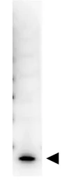 Anti-IL7 antibody (Biotin) used in Western Blot (WB). GTX48673