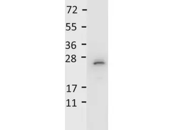 Anti-IL27 antibody used in Western Blot (WB). GTX48686