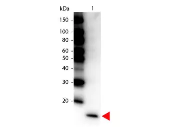 Anti-IL17F antibody (HRP) used in Western Blot (WB). GTX48694