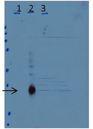 Anti-C/EBP delta antibody used in Western Blot (WB). GTX48713