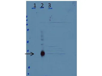 Anti-C/EBP delta antibody used in Western Blot (WB). GTX48713